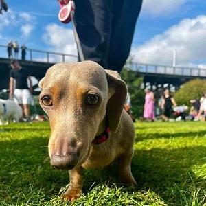 Dunston Staiths dog show