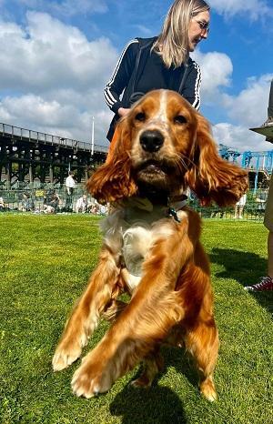 Dunston Staiths dog show