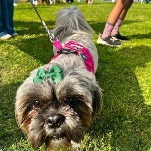 Dunston Staiths dog show