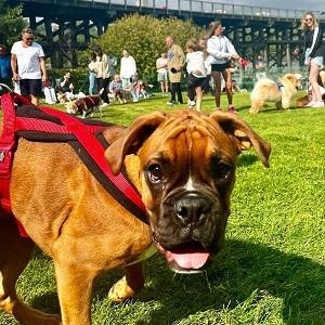 Dunston Staiths dog show