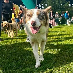 Dunston Staiths dog show