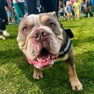 Dunston Staiths dog show