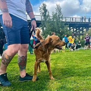Dunston Staiths dog show