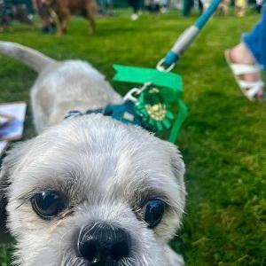Dunston Staiths dog show