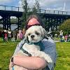 Dunston Staiths dog show