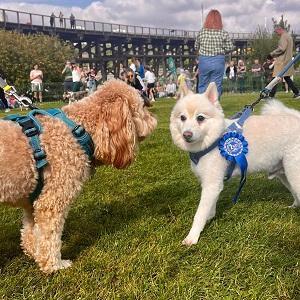 Dunston Staiths dog show