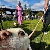 Dunston Staiths dog show