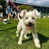 Dunston Staiths dog show