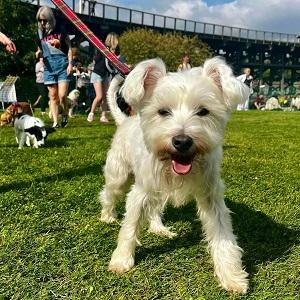Dunston Staiths dog show