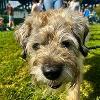 Dunston Staiths dog show