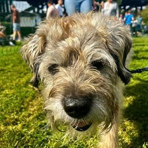 Dunston Staiths dog show