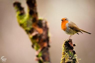 Bird walk Robin