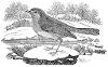 Robin by Thomas Bewick