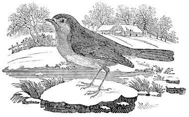 Robin by Thomas Bewick