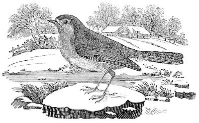 TDW_Bewick_Robin Robin by Thomas Bewick