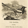 Magpie by Thomas Bewick