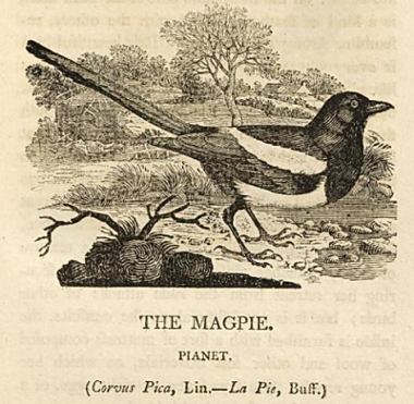 Magpie by Thomas Bewick