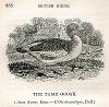 Goose by Thomas Bewick