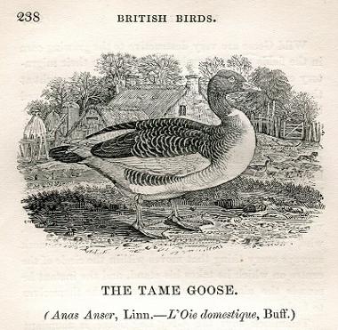 Goose by Thomas Bewick