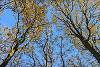 Oak trees at Gibside