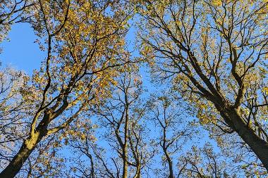 Oak trees at Gibside