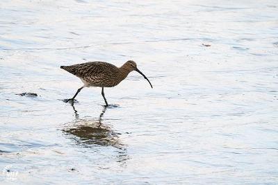 Curlew Tyne Derwent Way