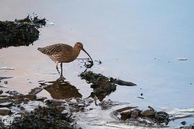 Curlew Tyne Derwent Way