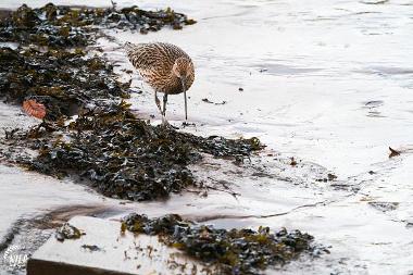 Curlew Tyne Derwent Way
