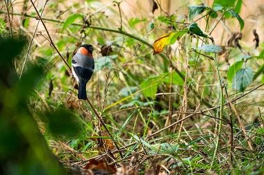 Bullfinch
