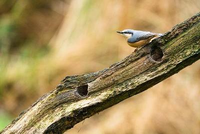 TDW_Nuthatch Nuthatch