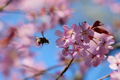 TDW_Blossom_bee Blossom with a bee