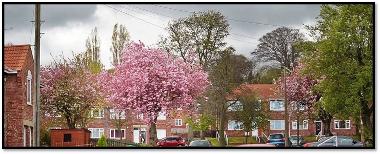 Blossom by Patricia Brown