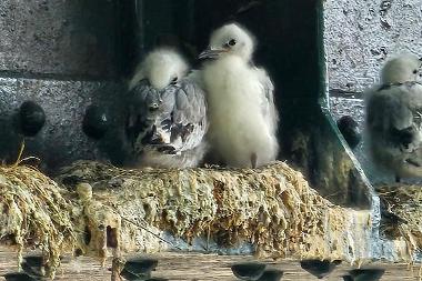 Kittiwake chicks
